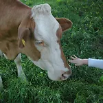 Bio-bauernhof Rettenbachgut *