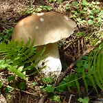 Bio-bauernhof Rettenbachgut Alloggio per agriturismo