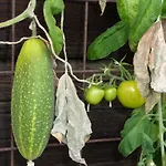 Bio-bauernhof Rettenbachgut * Werfen
