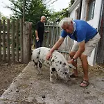 Alloggio per agriturismo Bio-bauernhof Rettenbachgut *