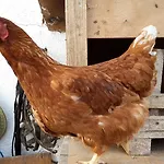 Bio-bauernhof Rettenbachgut *
