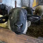 Bio-bauernhof Rettenbachgut * Werfen