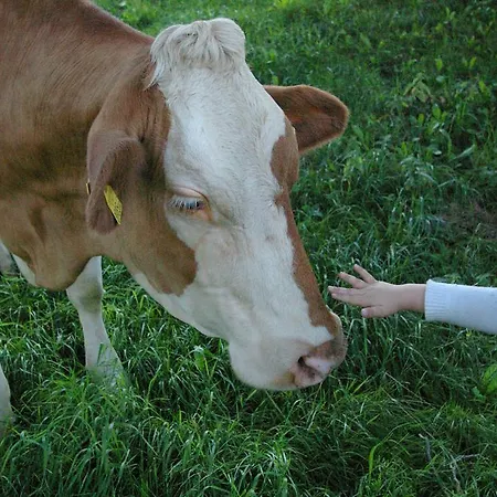 Bio-bauernhof Rettenbachgut *