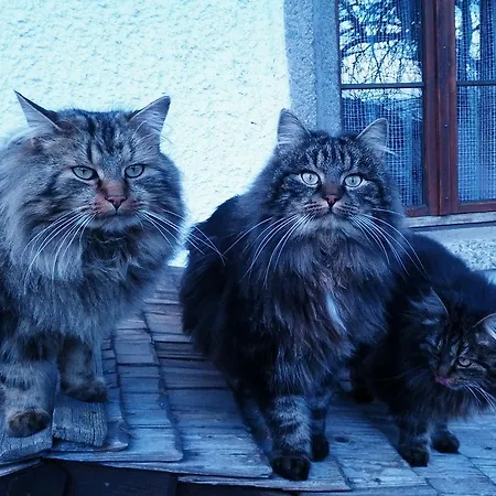 Çiftlik konaklama Bio-bauernhof Rettenbachgut