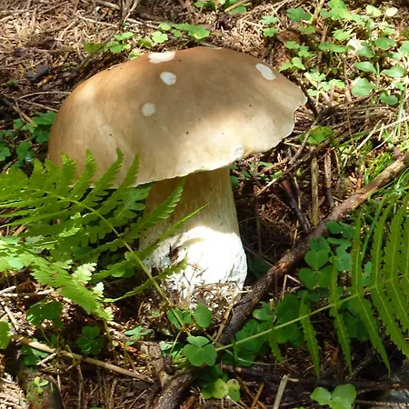 Bio-bauernhof Rettenbachgut Çiftlik konaklama