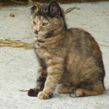 Çiftlik konaklama Bio-bauernhof Rettenbachgut Werfen