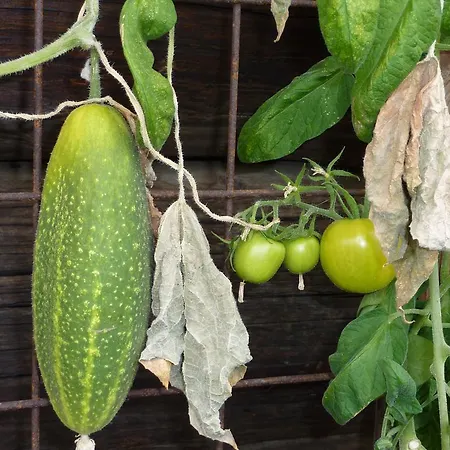Bio-bauernhof Rettenbachgut * فيرفين