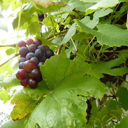 Bio-bauernhof Rettenbachgut 韦尔芬