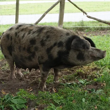 Bio-bauernhof Rettenbachgut