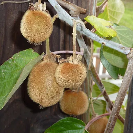 Bio-bauernhof Rettenbachgut