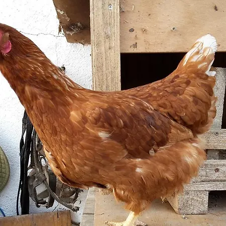 Bio-bauernhof Rettenbachgut *