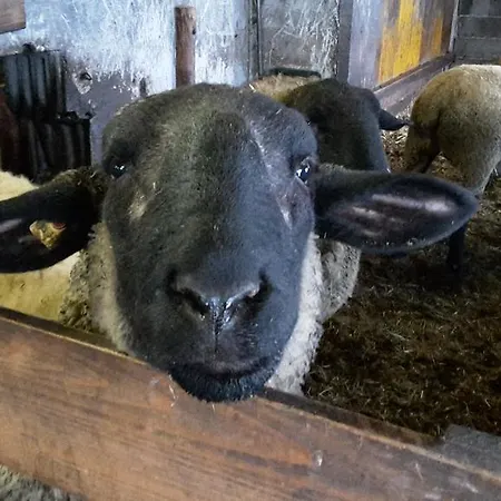 Bio-bauernhof Rettenbachgut * Werfen